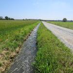 schnurgerade zieht sich die Via Francigena Richtung Santhià