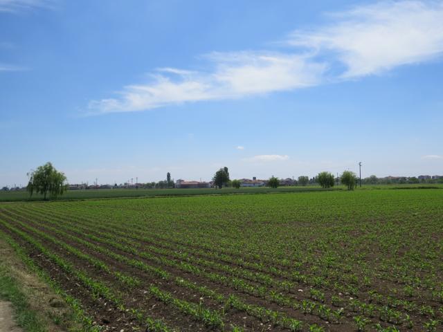 in der Provinz Vercelli pilgert man durch eine Gegend voller Reisfelder