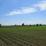 in der Provinz Vercelli pilgert man durch eine Gegend voller Reisfelder