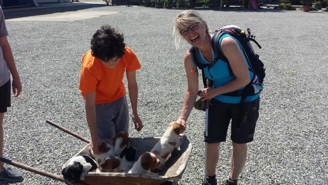 Nein! wir kaufen keine Hunde