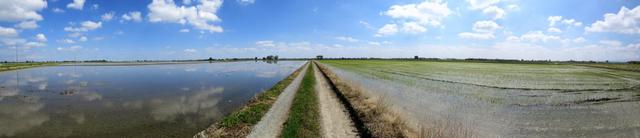 schönes Breitbildfoto aufgenommen mitten in den Reisfelder