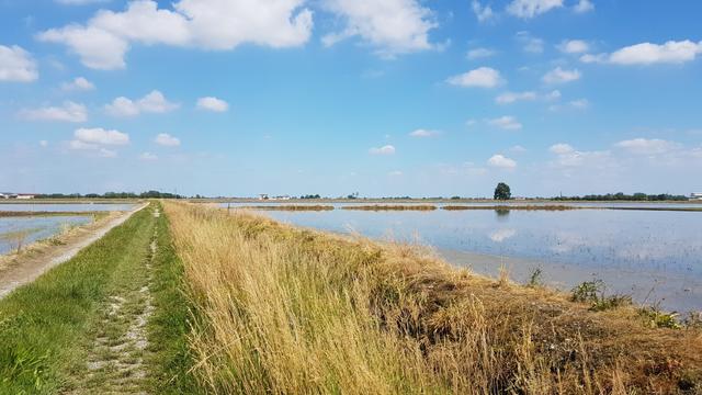 Kilometerweit sehen wir nur Wasserkanäle und Reisfelder