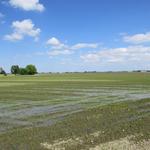 viele Reissorten brauchen heute nicht mehr so viel Wasser