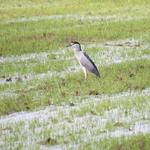 viele Wasservögel machen hier halt, und füllen sich die Bäuche mit Fröschen