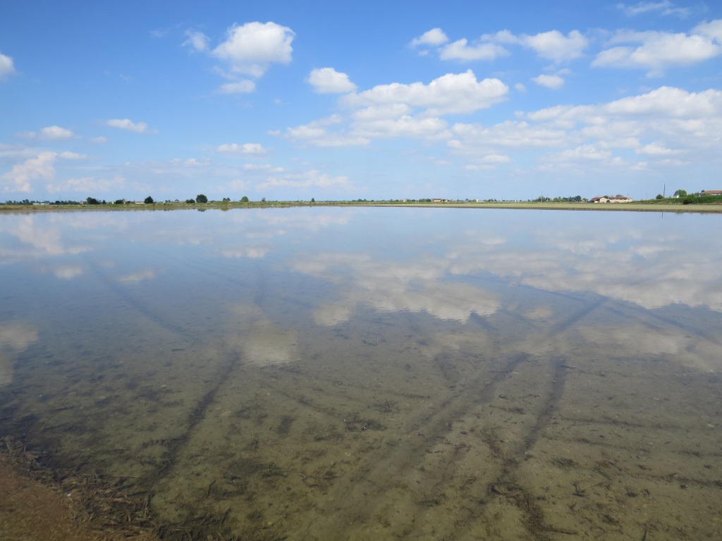 dieses Reisfeld ist schon überflutet und die Setzlinge sind schon im Boden