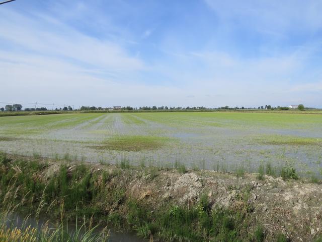 und sofort ist man mitten in den Reisfelder