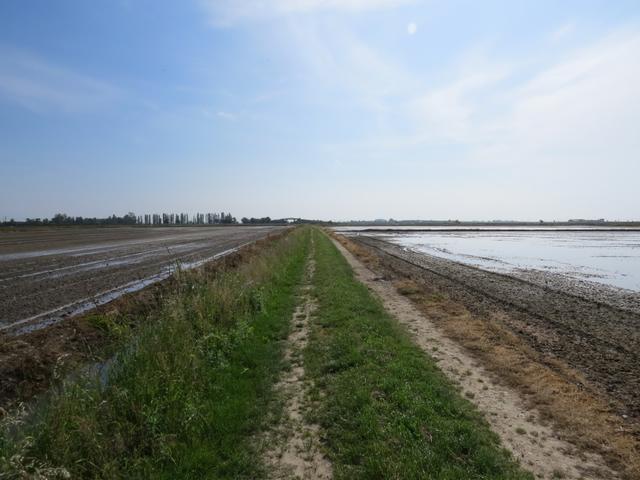 schnurgerade zieht sich die Via Francigena durch die endlosen Reisfelder
