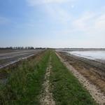 schnurgerade zieht sich die Via Francigena durch die endlosen Reisfelder