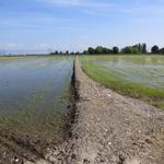 auch heute ist die Route der Via Francigena wieder sehr gut ausgewählt worden