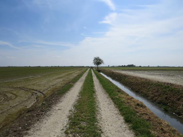 endlos fast 20 km zieht sich die Via Francigena Richtung Vercelli