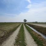 endlos fast 20 km zieht sich die Via Francigena Richtung Vercelli