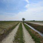 endlos fast 20 km zieht sich die Via Francigena Richtung Vercelli