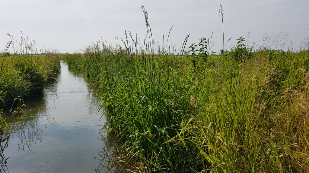 leise gleitet das Wasser durch die Kanäle. Froschgequake und das Zirpen der Grillen begleitet uns beim laufen
