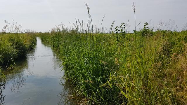 leise gleitet das Wasser durch die Kanäle. Froschgequake und das Zirpen der Grillen begleitet uns beim laufen