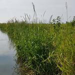 leise gleitet das Wasser durch die Kanäle. Froschgequake und das Zirpen der Grillen begleitet uns beim laufen