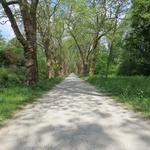 auf der schönen Platanenallee laufen wir Richtung Insel Mainau