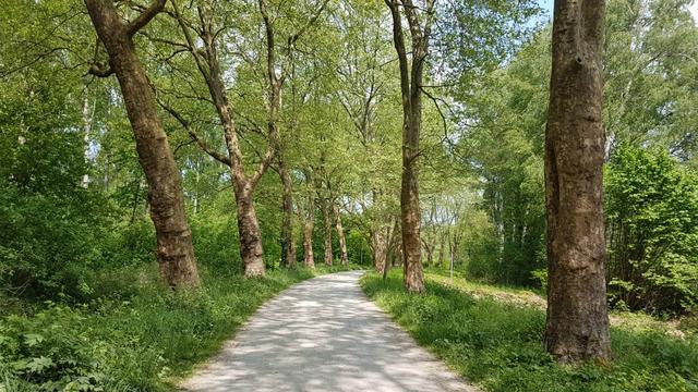 wir lassen die Insel Mainau rechts liegen und laufen auf der Sonja Gräfin Bernadotte Allee weiter Richtung Litzelstetten