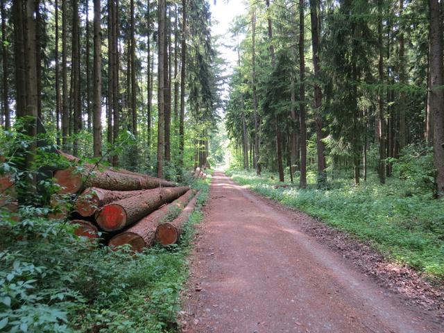 weiter geht es durch hohe Tannenwälder