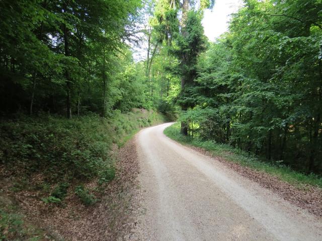 eine breite Forststrasse führt uns nun steil abwärts wieder hinunter zum See