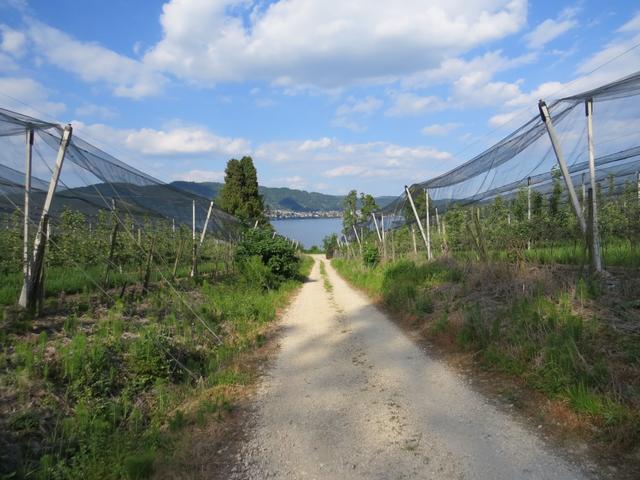 zwischen Obstplantagen geht es hinunter wieder zum Seeweg