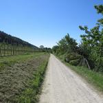 wir verlassen die Seestrasse und laufen nun durch schöne Obstplantagen