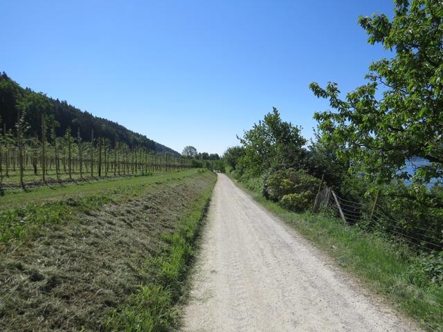 wir verlassen die Seestrasse und laufen nun durch schöne Obstplantagen