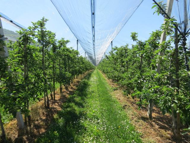 endlose Reihen an Obstbäume