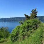 schönes Breitbildfoto aufgenommen auf dem Höhenweg Richtung Sipplingen