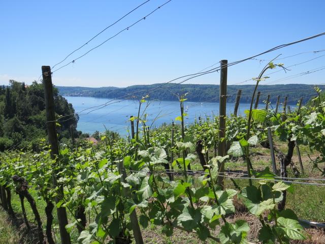 mit Blick auf den Bodensee...