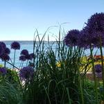 weiter geht es danach an der Seepromenade mit seinen schönen Blumenrabatten