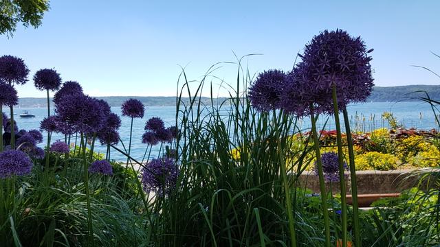 weiter geht es danach an der Seepromenade mit seinen schönen Blumenrabatten