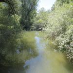 wir laufen durch die Urwald ähnliche Landschaft...