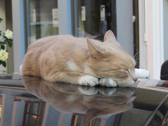 müde wie diese Katze auf unserem Autodach, aber mit grossartigen Erlebnisse, fahren wir nach Hause