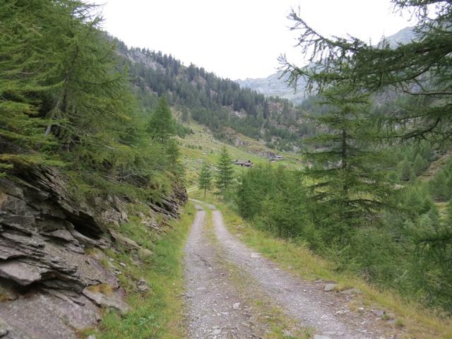 ...erreichen wir eine Alpstrasse, die uns Via Casgioléir 1558 m.ü.M...