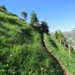 über den schön angelegten Bergweg, geht es über Alpweiden, Richtung Alp Zingel