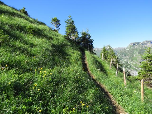 über den schön angelegten Bergweg, geht es über Alpweiden, Richtung Alp Zingel