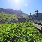 wir erreichen das neu erbaute Alpgebäude auf Alp Zingel 1791 m.ü.M.