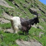 eine Schwarzhalsziege. Diese Rasse ist doch normalerweise nur im Wallis zuhause?