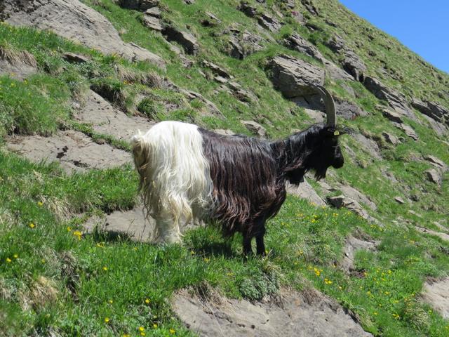 eine Schwarzhalsziege. Diese Rasse ist doch normalerweise nur im Wallis zuhause?