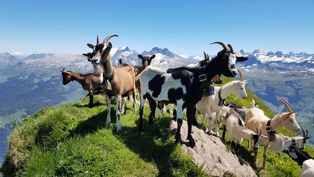 wir haben den schmalen Gipfelgrat des Wasserbergfirst 2340 m.ü.M. erreicht. Viele Ziegen begrüssen uns