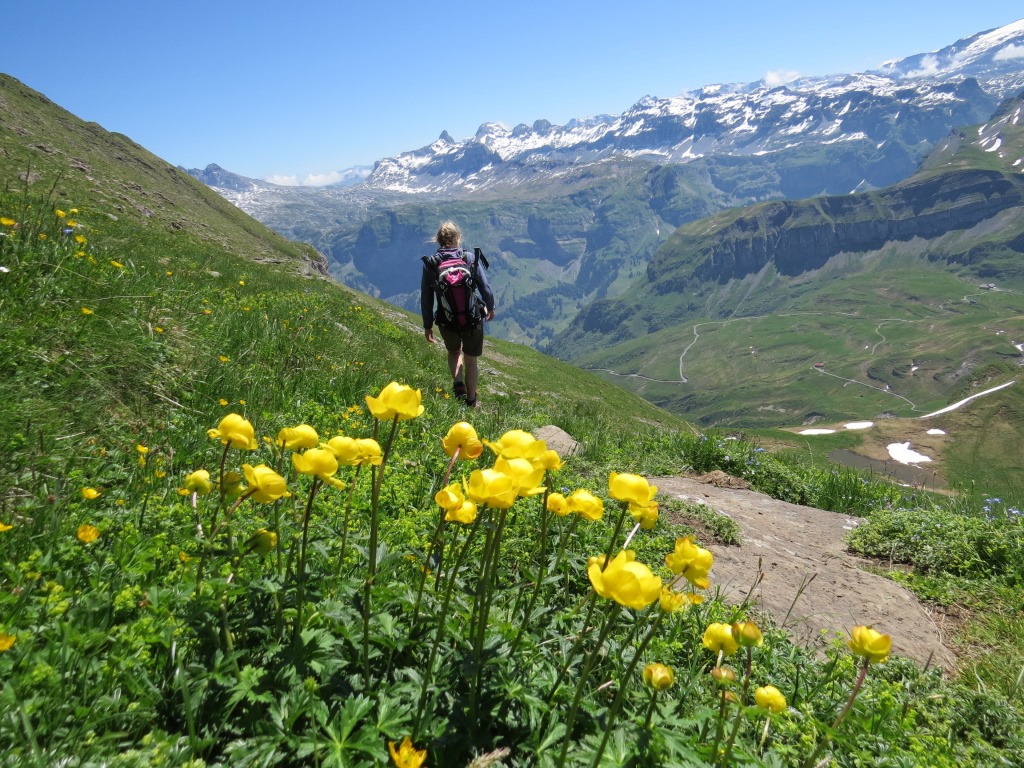 im Frühsommer ist die Blumenpracht in den Bergen einfach einmalig