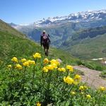 im Frühsommer ist die Blumenpracht in den Bergen einfach einmalig