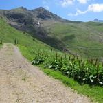 hier biegen wir links ab und laufen auf der Alpstrasse weiter. Zwar länger, aber weniger steil