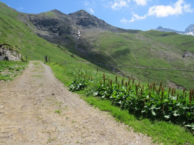 hier biegen wir links ab und laufen auf der Alpstrasse weiter. Zwar länger, aber weniger steil