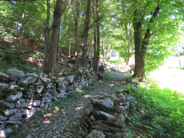 ......führt uns danach ein gepflegter Waldweg...