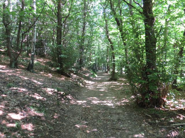 unser leicht ansteigender breiter Waldweg führt und danach...