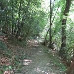 durch einen eher verwachsenen Waldweg geht es nun links den Hang hinauf Richtung Mattarello