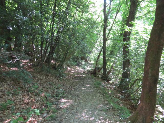 durch einen eher verwachsenen Waldweg geht es nun links den Hang hinauf Richtung Mattarello