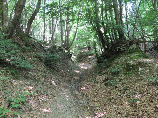 Stechpalmen und Kastanien begleiten den Weg, und der Wald ist kühl, farn- und krautreich