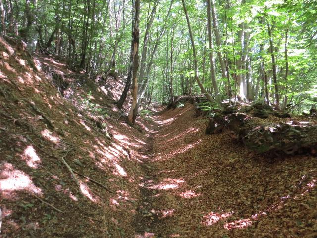 über diesen alten Saumpfad erreichen wir in diesem dichten Wald bei Punkt 878 m.ü.M. eine Weggabelung